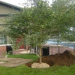 tree care near me