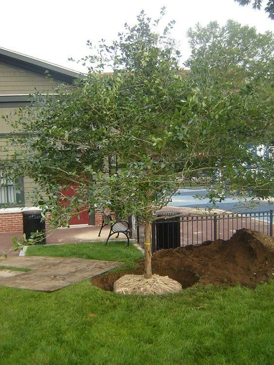 13516237-640w-1920w - Leahy Landscaping tree care near me