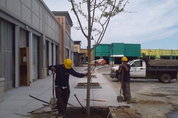 commercial tree and shrub care