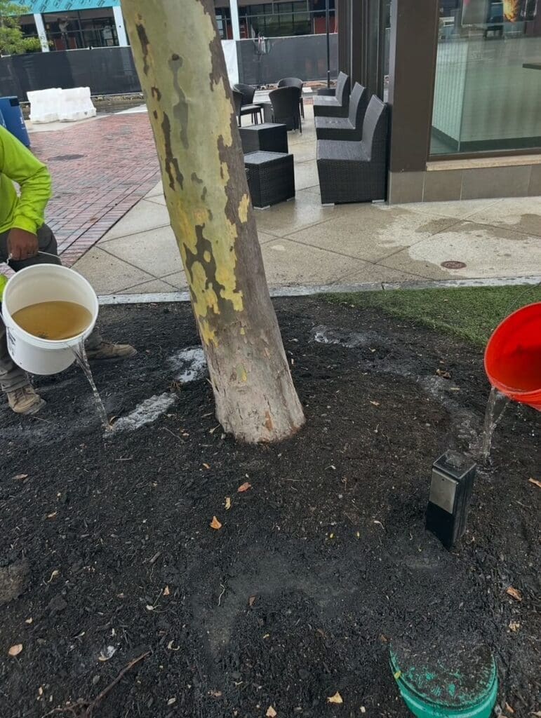 tree fertilization North Shore, MA